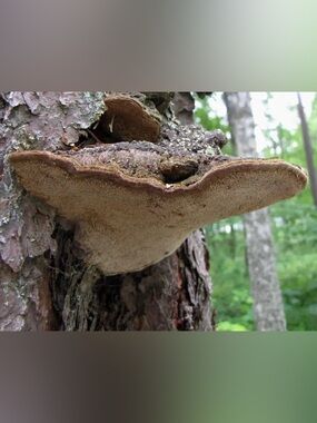 5 QTY Tinder Polypore (Fomes fomentarius)also commonly known as Hoof Fungus,conk